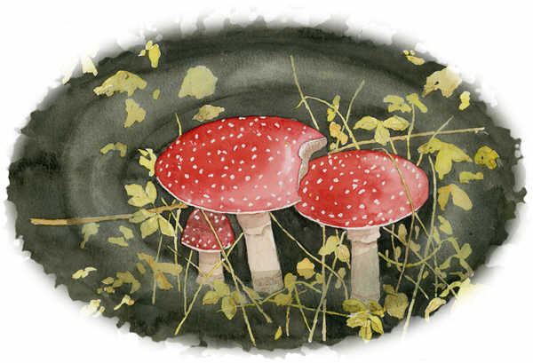 Mystic Mushrooms